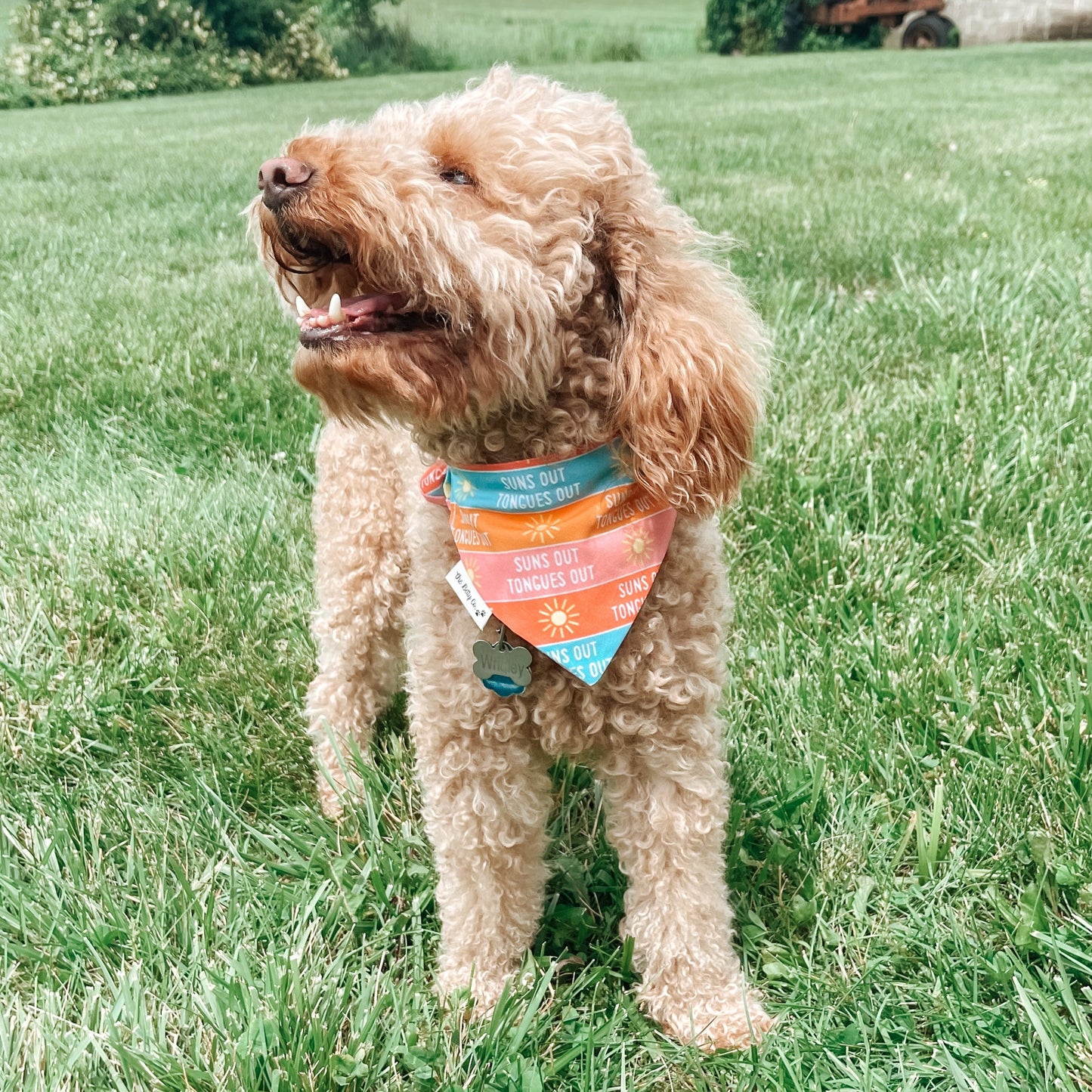 Suns Out Tongues Out Bandana