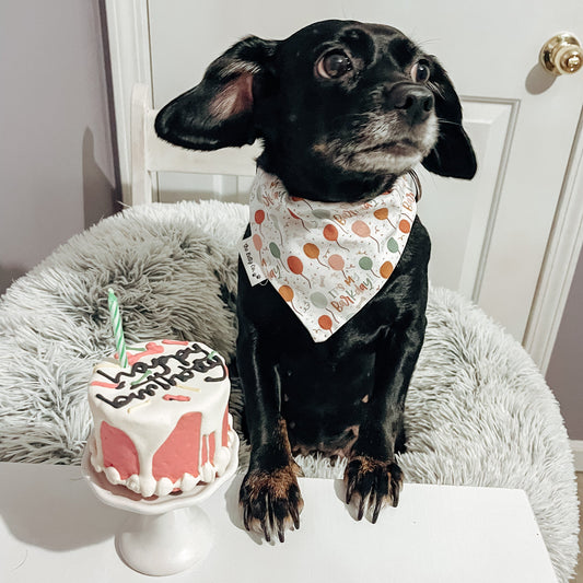 Barkday Balloons Scrunchie Bandana