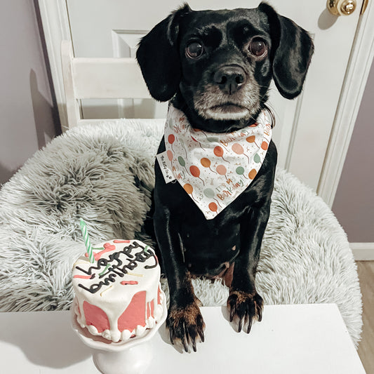 Barkday Balloons Dog Bandana