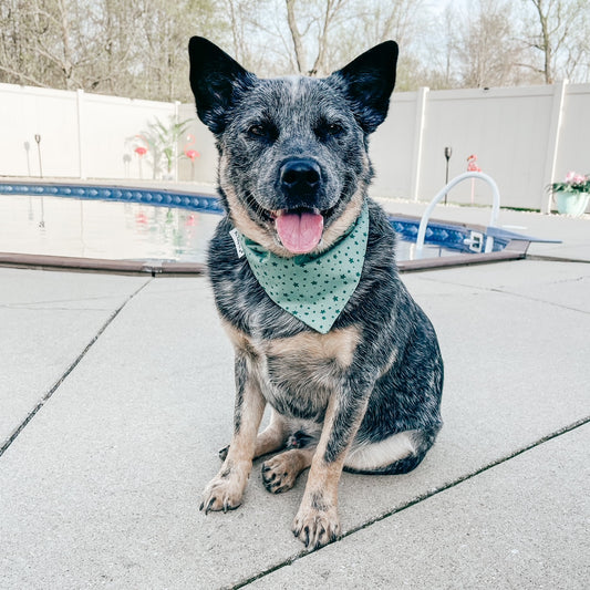 Birthday Stars Scrunchie Bandana