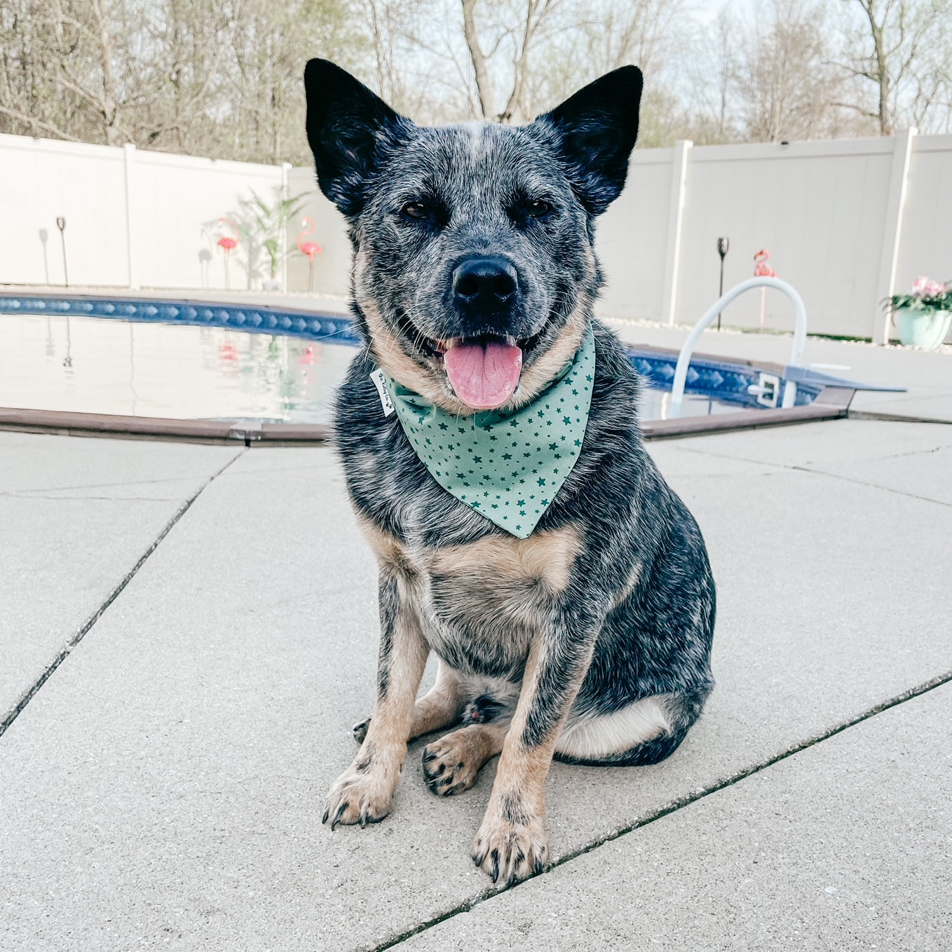 Birthday Stars Dog Bandana